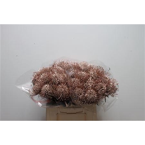 Leuco Klbh Champagne