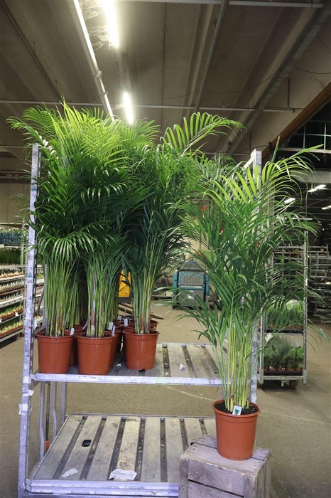 <h4>arr8 Dypsis Lutescens</h4>