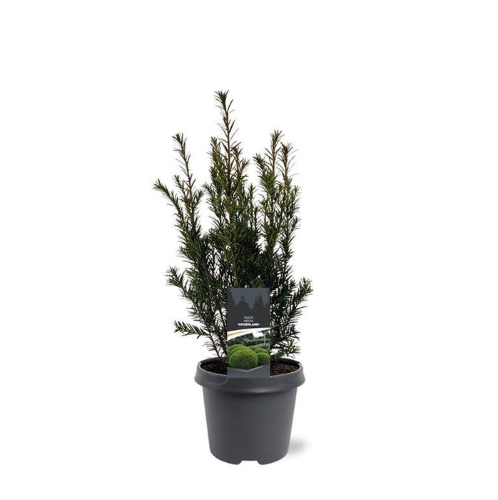 <h4>Taxus media 'Groenland'</h4>