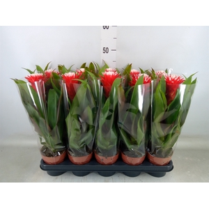 Guzmania  'Hope'