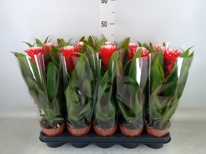 <h4>Guzmania  'Hope'</h4>