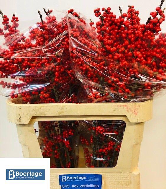 Ilex verticillata L 8 IA