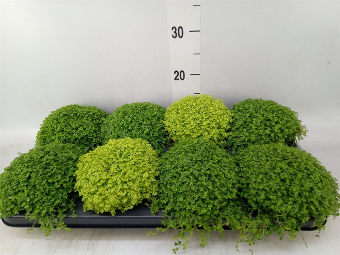 <h4>Soleirolia soleirolii   ...mix 2</h4>