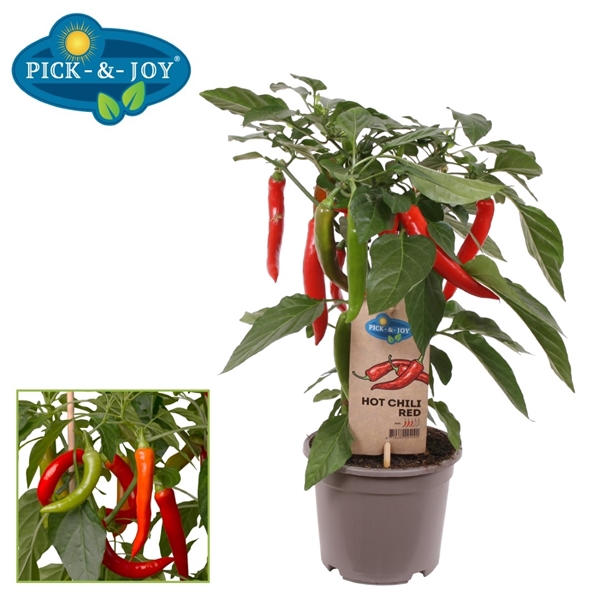 PICK-&-JOY® Hot Chili Red