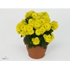 CHRY PARAD YELLOW