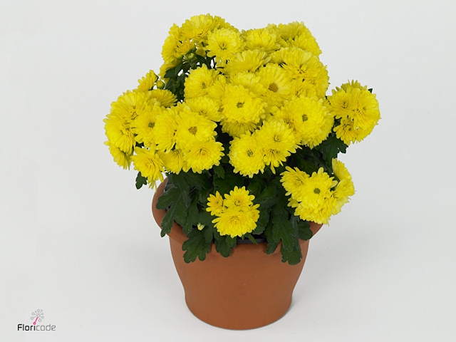 CHRY PARAD YELLOW