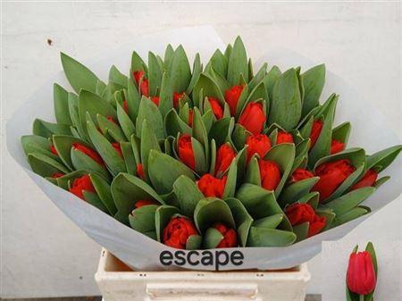 <h4>Tu En Escape</h4>