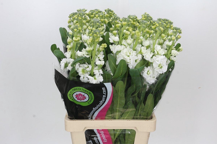 <h4>Matthiola Iron White</h4>