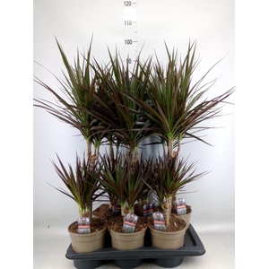 Dracaena marg. 'Magenta'