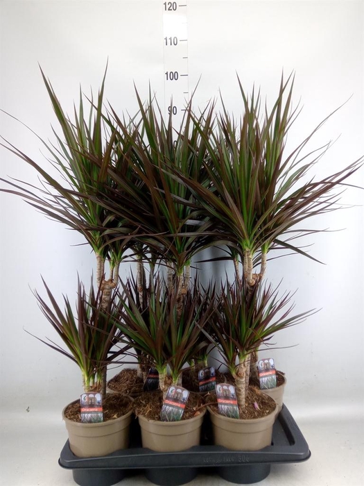 <h4>Dracaena marg. 'Magenta'</h4>