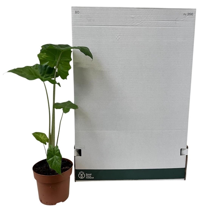 <h4>ALOC PORTODORA</h4>