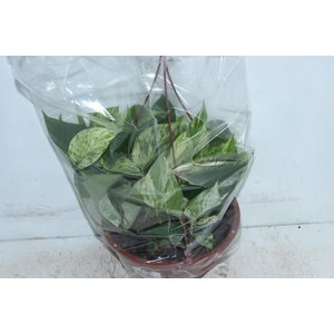 JIBOIA BRANCO PEND C21 PENDENTE