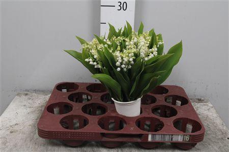 <h4>Convallaria P St</h4>