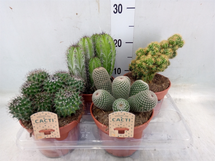 <h4>Cactus   ...mix</h4>