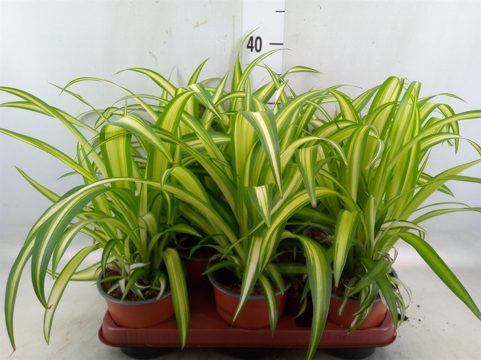 <h4>Chlorophytum com. 'Hawaiian Spider'</h4>