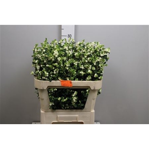 Sympho Mag Lemon Lime