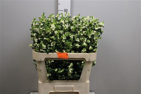 <h4>Sympho Mag Lemon Lime</h4>