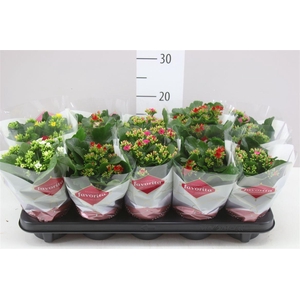 Kalanchoe Bl Gemengd