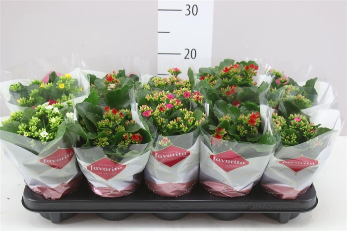 <h4>Kalanchoe Bl Gemengd</h4>