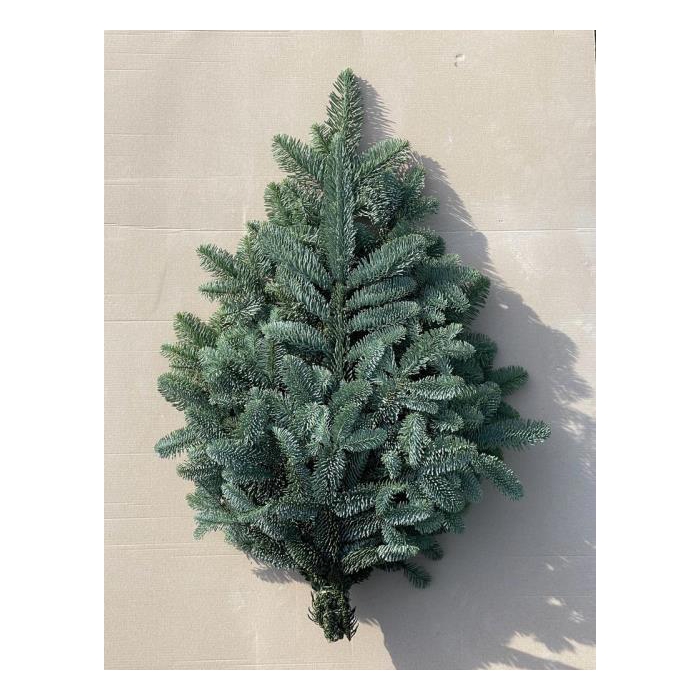 <h4>Abies Nob Blauw Bs</h4>