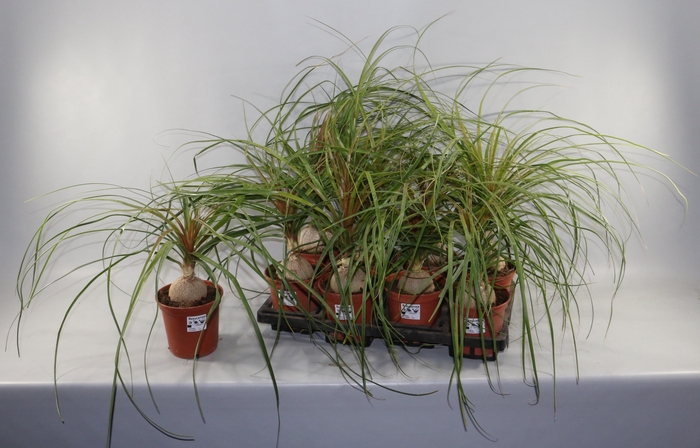 <h4>Beaucarnea Recur</h4>