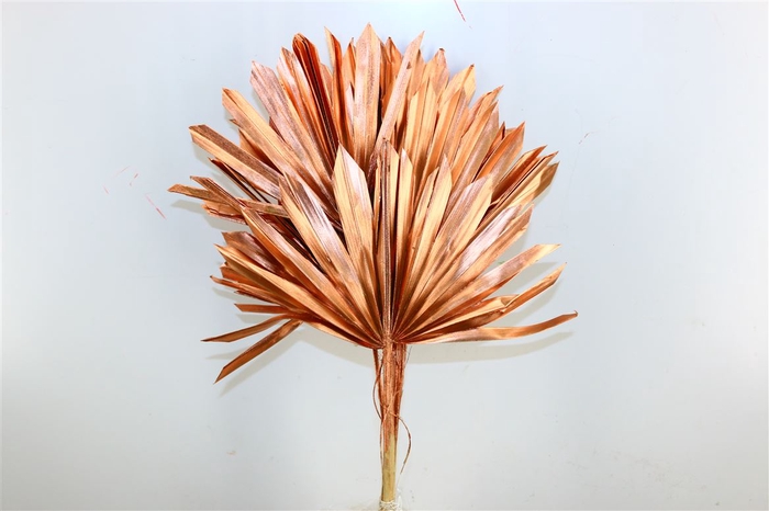Dried Palm Sun 6pc Copper Bunch