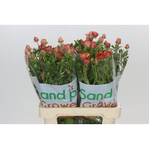 Ranunculus Magical Salmousse