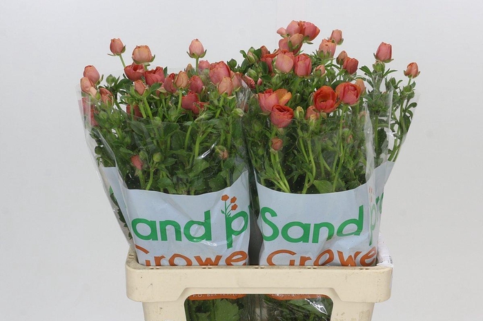 <h4>Ranunculus Magical Salmousse</h4>