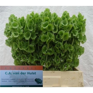 Moluccella Stuk