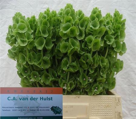 <h4>Moluccella Stuk</h4>