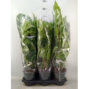 Monstera pertusum