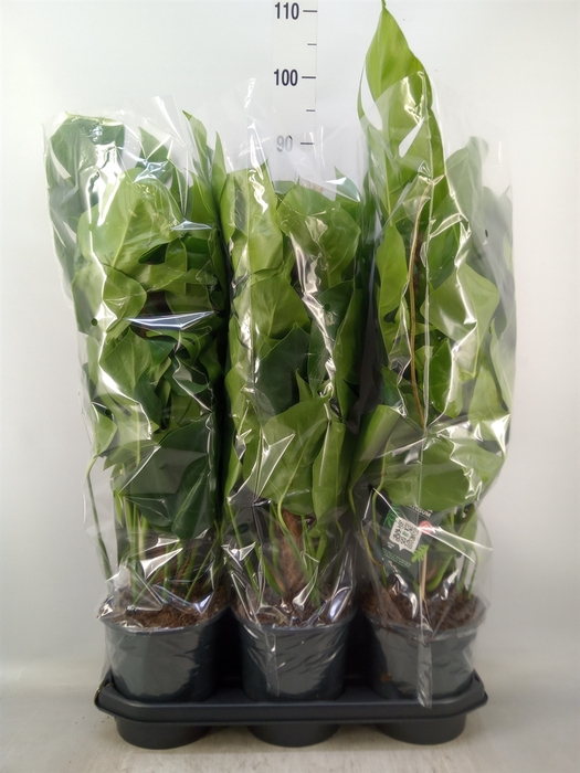 <h4>Monstera pertusum</h4>