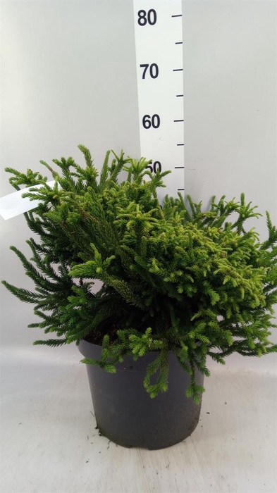 <h4>Cryptomeria japon.   ...</h4>