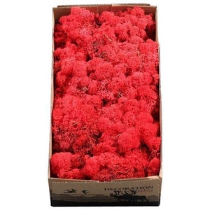 Ijslandmos (reindeer) Rood