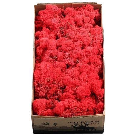 <h4>Ijslandmos (reindeer) Rood</h4>