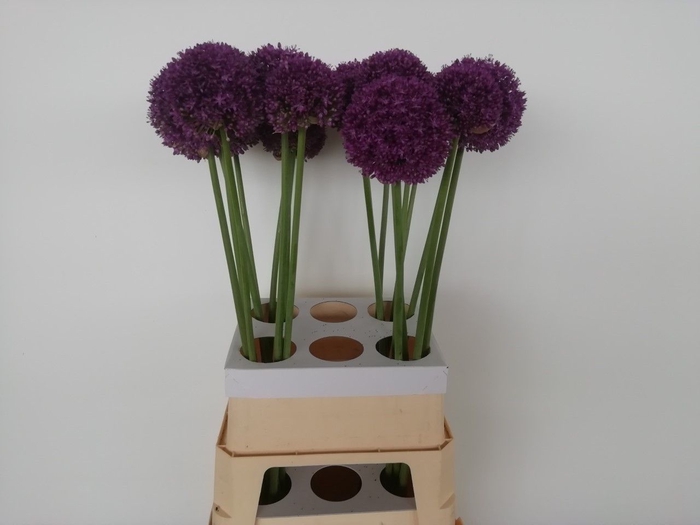 <h4>ALLIUM AMBASSADOR</h4>