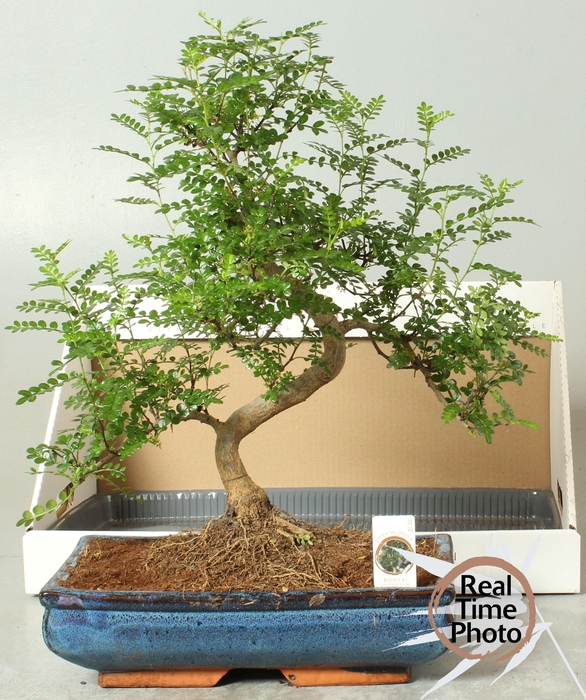 <h4>BONSAI GEM</h4>