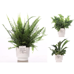 Varens gemengd in P&PURE Ivy ceramics shiny white