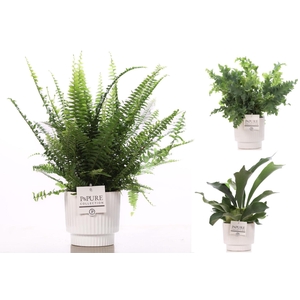 Varens gemengd in P&PURE Ivy ceramics shiny white