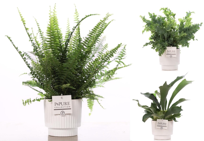 <h4>Varens gemengd in P&PURE Ivy ceramics shiny white</h4>