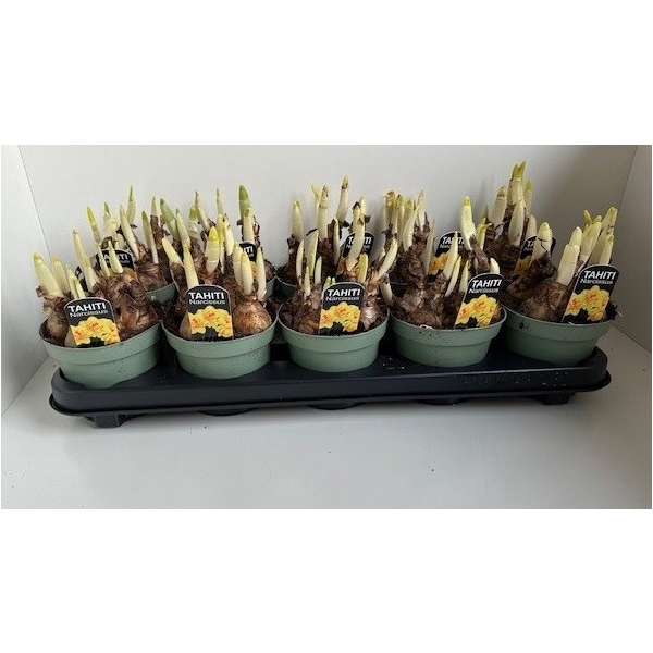 <h4>12 cm TAHITI dubbele narcis</h4>