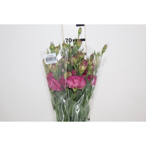 LISIANTHUS NIGHTINGALE 060 CM MIN 500 GRAMAS VINHO