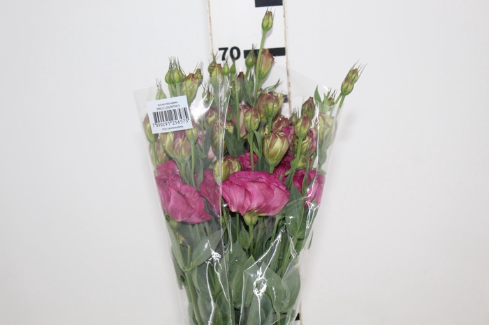 LISIANTHUS NIGHTINGALE 060 CM MIN 500 GRAMAS VINHO