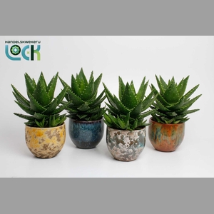 ALOE OV