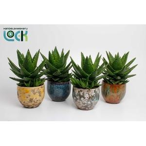Aloë Mitriformis in mix Luuk pot