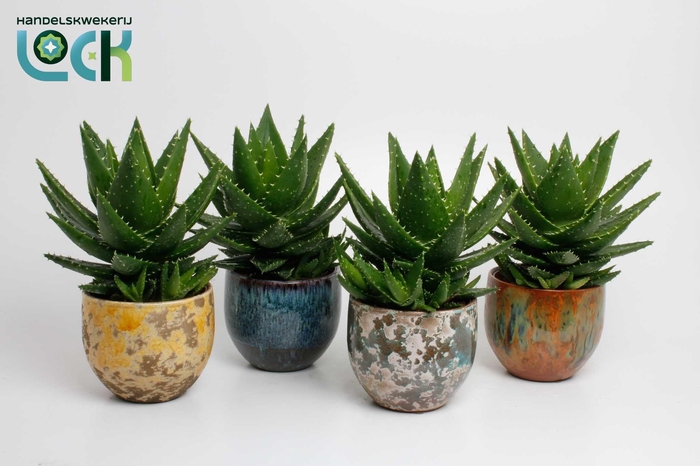 <h4>Aloë Mitriformis in mix Luuk pot</h4>