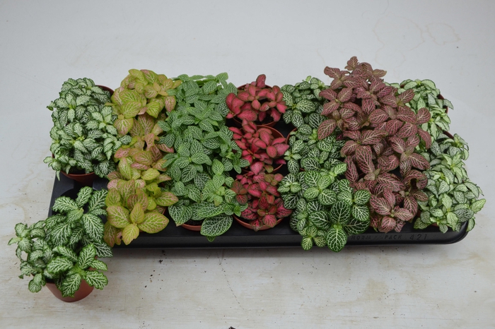 <h4>FITT GEM 7 KL</h4>