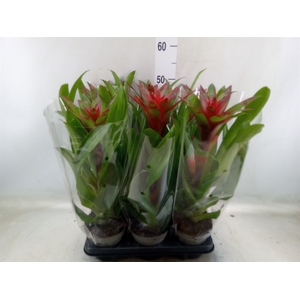 Guzmania   ...