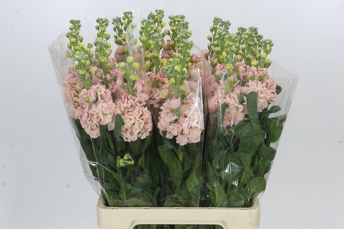 Matthiola Iron Apricot