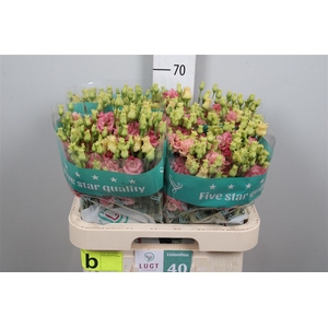 Eus G Alissa Champagne